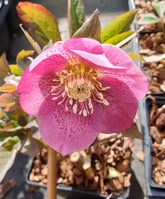 Helleborus orientalis 'Pretty Ellen Pink'